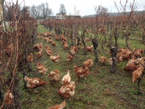 Des poules dans les vignes de Bourgueil